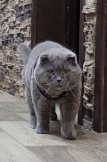 переноска для кошек баку: Шотландский вислоухий кот на вязку. Крупный, oпытный. Привитый, есть