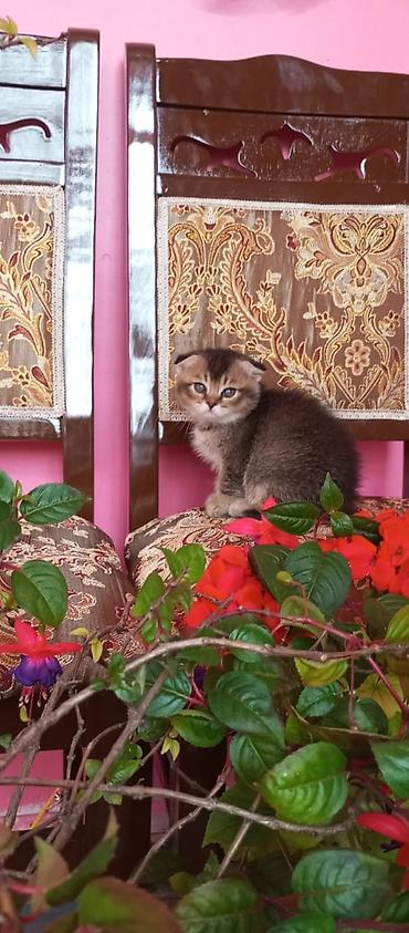 Pişiklər: Şotland — 4