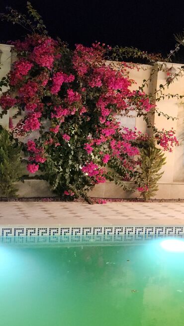 Bağ evlərinin kirayəsi: Şüvəlan qəs., 195 kv. m, 4 otaqlı, Hovuzlu, Qaz, İşıq, Artezian quyusu -da lalafo.az — 23 Bağ evlərinin kirayəsi: Şüvəlan qəs., 195 kv. m, 4 otaqlı, Hovuzlu, Qaz, İşıq, Artezian quyusu — 23