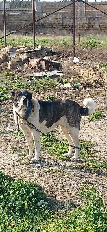 İtlər: Qurdbasar, 4 il, Dişi — 2