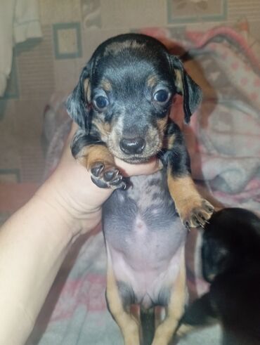 Продажа собак: Такса, 1 месяц, Самка — 5