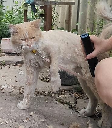 Мышыктар: Жоголгон : Породасыз, Эркек, Кызгыл сары — 3