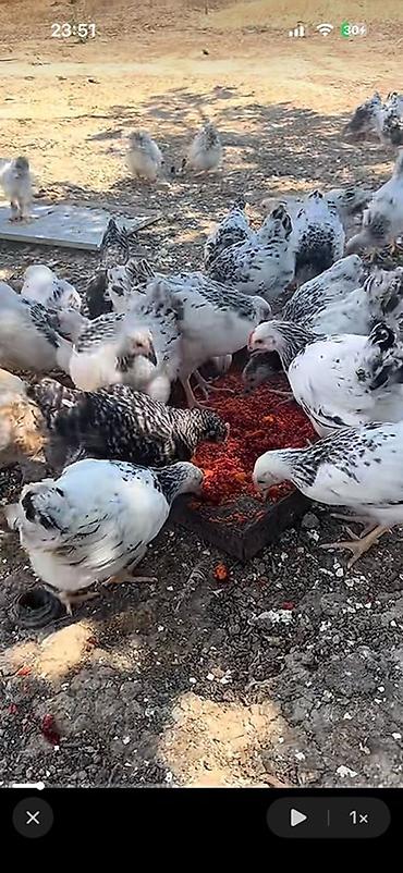 Toyuq, Yumurtalıq lalafo.az -da Toyuq, Yumurtalıq