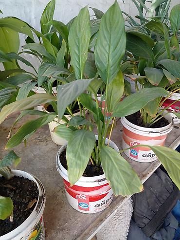 бак для: Спатифиллум (Spathiphyllum) в горшке В наличии 7 штук - Комнатное — 2