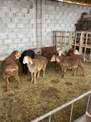 Бараны, овцы: Продаю | Овца (самка) | Арашан | Для разведения | Матка — 3