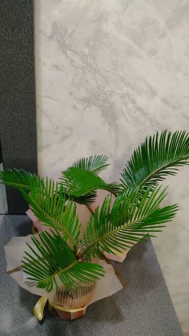 Другие комнатные растения: Продаю цветы — 6