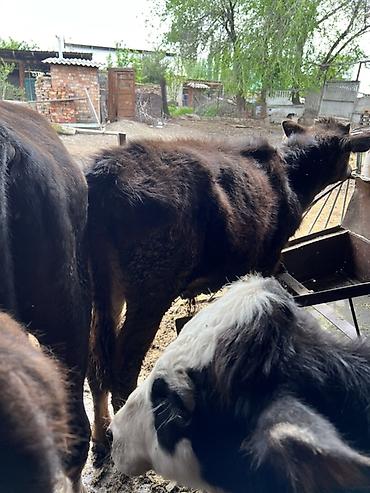 Коровы, быки: Продаю | Бык (самец) | Привязанные — 7