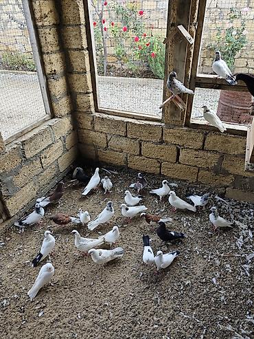 naxcivan heyvan elanlari: Tərgizmələr hamisi birlikde satilir tek tek satilmir unvan sumqayit — 4