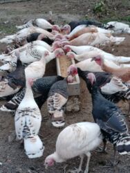 Коровы, быки: Hinduşka satılır,erkeyin kilosu 15 manatdan ferenin( dişinin) kilosu