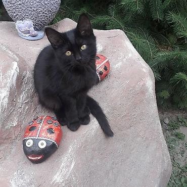 где взять котенка: 3 месяца, Мальчик, Приучена к лотку, Проглистована — 5