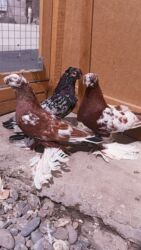 продажа щенков немецкой овчарки в бишкеке с документами: Самец челкарь и самка чыны двухчубые на продажу