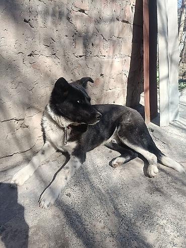 Продажа собак: Колли, 7 месяцев, Самец — 8