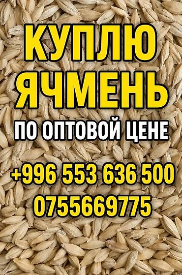 куплю кролик: Услуга: закупка ячменя по оптовой цене. Описание: - Принимаем ячмень — 1