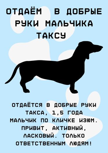 карманные собаки отдам даром: Такса, 1,5 года — в добрые и ответственные руки (кобель) В добрые