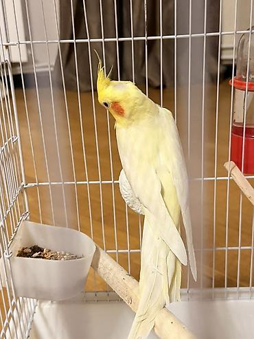 qara toyuq quşu: Məhsul: Sarı rəngli nimfa (cockatiel) tutuquşu Təsvir: - Gözoxşayan — 3