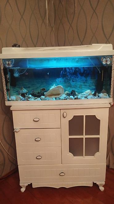 Akvarium baliqlar qarisiq 150 azn satilir‼️unvan 8noyabr papanin