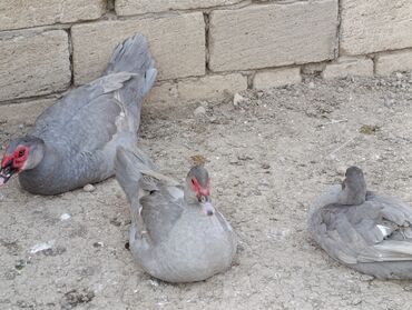 Ördəklər: LAVANDA lal ördekler. 8 aylıq erkeylerdi .damazdiq heyvanlardi.temiz — 6