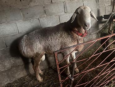 кара балта кошки: Продаю | Баран (самец) | На забой — 2