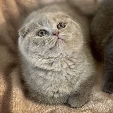 Pişiklər: Şotland yastı qulaq, Erkək, Dişi, Ödənişli çatdırılma, Ünvandan götürmə -da lalafo.az — 5 Pişiklər: Şotland yastı qulaq, Erkək, Dişi, Ödənişli çatdırılma, Ünvandan götürmə — 5