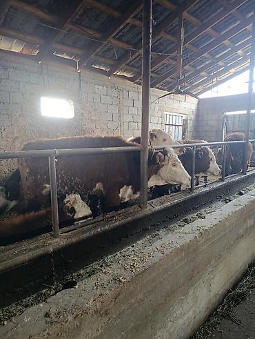 Коровы, быки: Продаю | Бык (самец) | Герефорд | На откорм | Племенные — 15