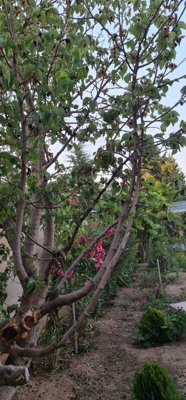 Həyət evləri və villaların satışı: 6 otaqlı, 250 kv. m, Yeni təmirli — 16