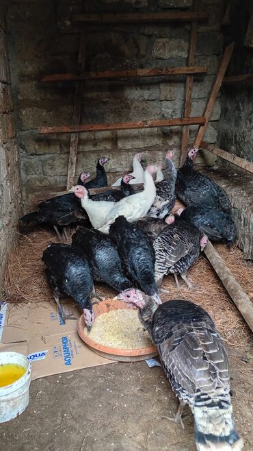 Hinduşka: Dişi, Damazlıq, Ünvandan götürmə — 6