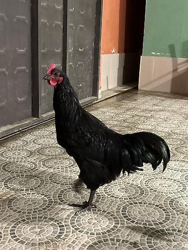 esek: Qara rəngli damazlıq xoruz Avstralop - Tam qara lələk örtüyü — 3
