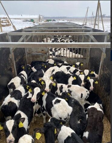 Услуги трала: Полуприцеп. Платформа. Контейнеровоз. Трал. Тентовка. Будка — 7