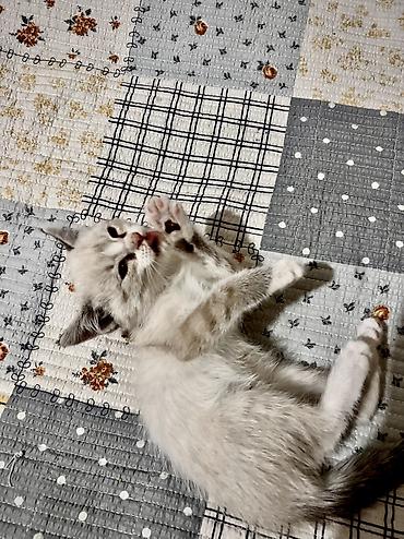 котёнок токмок: 1 месяц, Девочка, Белый, Приучена к лотку — 3