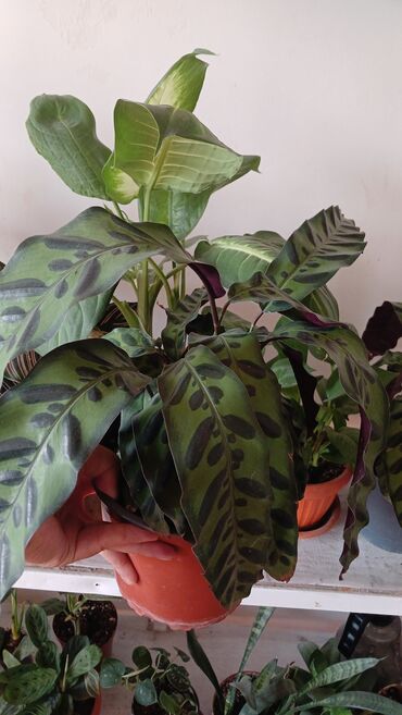сансевиерия бишкек: Калатея ланцетовидная (Calathea lancifolia/Calathea insignis