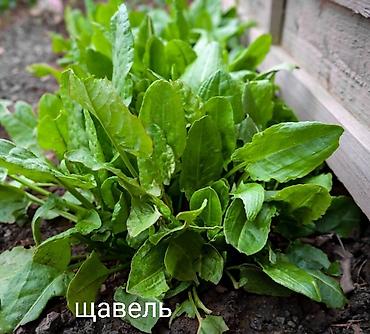 Другие виды семян и саженцев: Весна, самое время сажать. Продаю уличные и комнатные растения. Все — 19