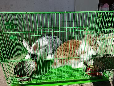 ак коён: Кролики декоративные (пара) - Окрас: один бело-рыжий, второй — 3