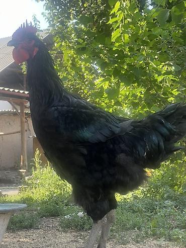 Куры, петухи: Продаю | Куры, Петух, Цыплята | Для разведения — 13