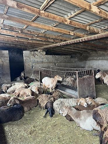 бык парода: Продаю | Овца (самка) | Полукровка — 1