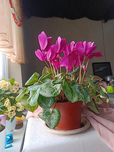 Другие комнатные растения: Срочна ❗ Комнатный гулдордун турлору коп. Баарын жакшы баада берем — 20