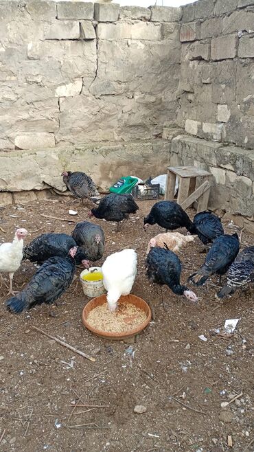 Hinduşka: Dişi, Damazlıq, Ünvandan götürmə — 8