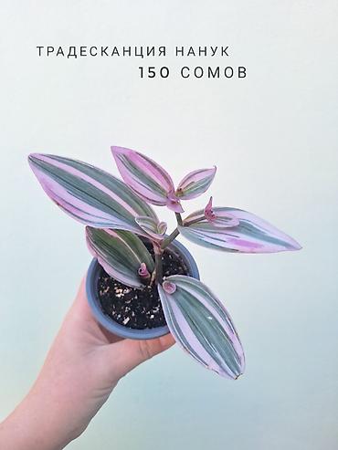 растения комнатные: 💚 Комнатные растения (детки/молодые растения). 🪴 Названия и цены — 4