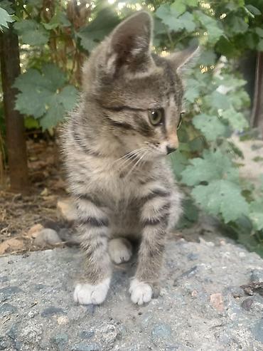 Кошки: Отдам 3-х месячных котят в хорошие руки. В лоток ходить умеют — 8