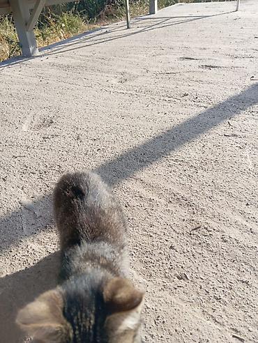 Отдам даром кошку: Котёнок, полосатый табби Описание: - Пол: кошка - Окрас: классический — 4