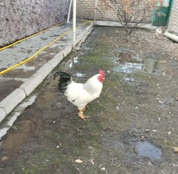 дом кролика: Адлер 9 месяцев два петуха семь курит здоровые несутся