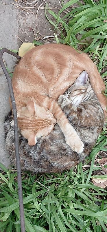 ищу котят: Скотиш Фолд (Шотландская вислоухая), 3 месяца, Мальчик, Рыжий — 2