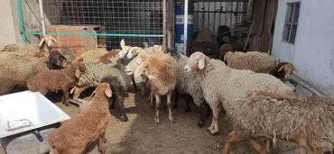 Продаю | Овца (самка), Ягненок, Баран (самец) | Для разведения
