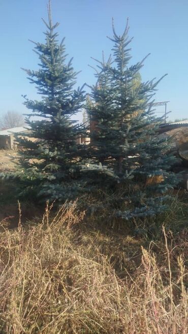 Декоративные деревья: Саженцы деревьев: Ели — 3