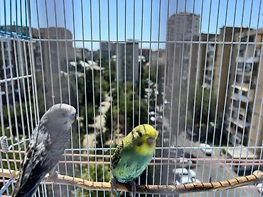 qus yuvasi: Papuqay qefesle birlikde satilir.Bu nomreye zeng vurun 070-288-68-67 — 2