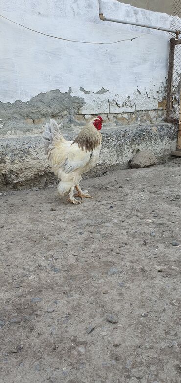 kənd çolpaları: Salam kolubia heyvanidi bawi cixan bilir yaxwi zvanok itle barter