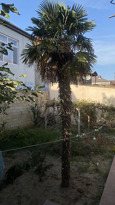 Ağaclar: Trachycarpus fortunei (yapraq fanlı xurma) – həyətyanı sahə üçün — 1
