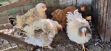 Куры, петухи: Продаю | Куры | Для разведения — 9