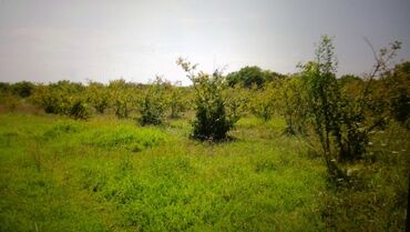 Torpaq sahələrinin satışı: 74 sot, Kənd təsərrüfatı, Mülkiyyətçi, Kupça (Çıxarış) — 8