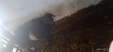 сколько стоит собака породы доберман: Казёл кастрированый жирный