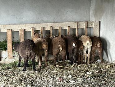Mal-qara: Quzu və gənc qoyunlar – ətlik və damazlıq üçün Məhsul təsviri: Yaxşı — 2